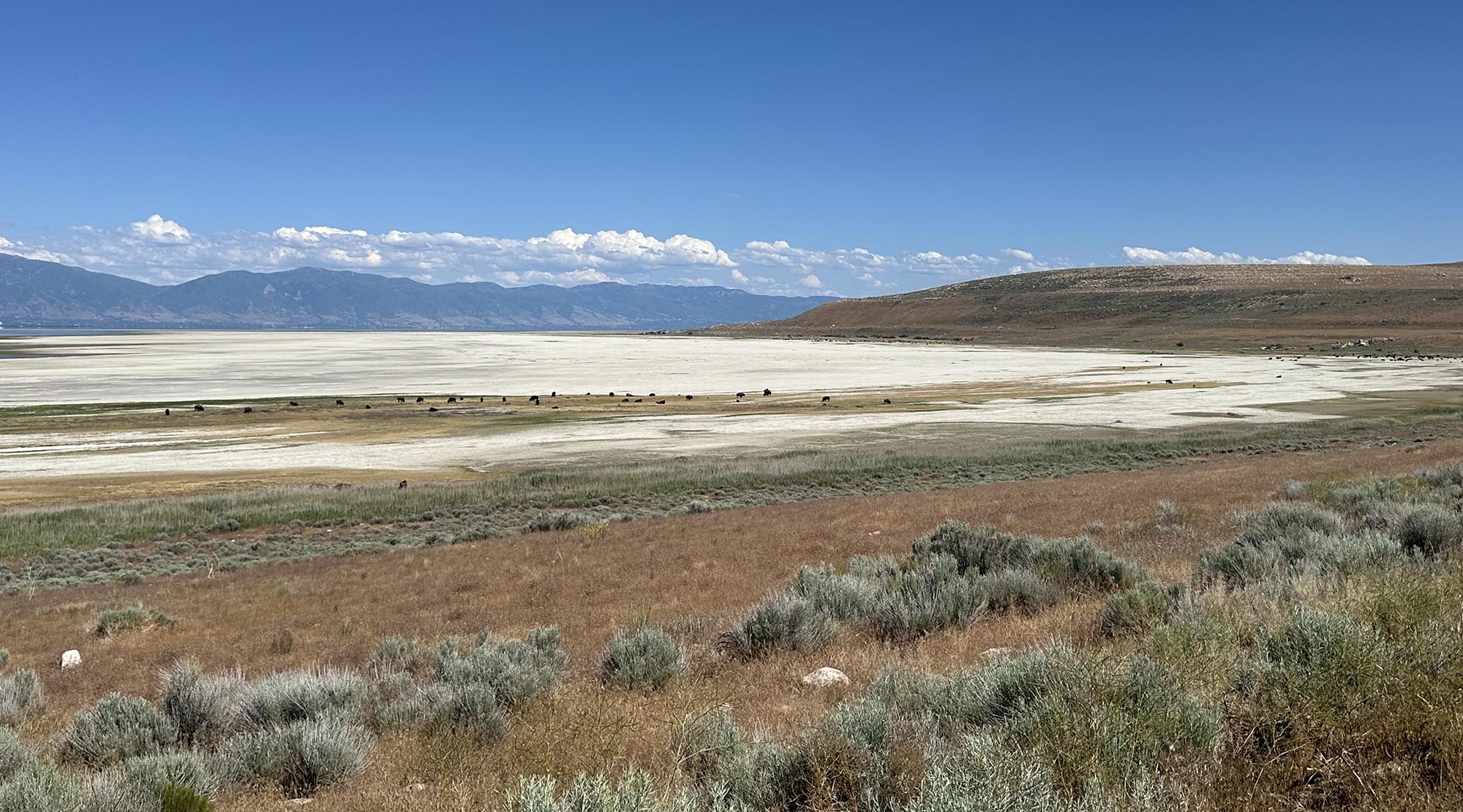 landscape view with bison in the distance